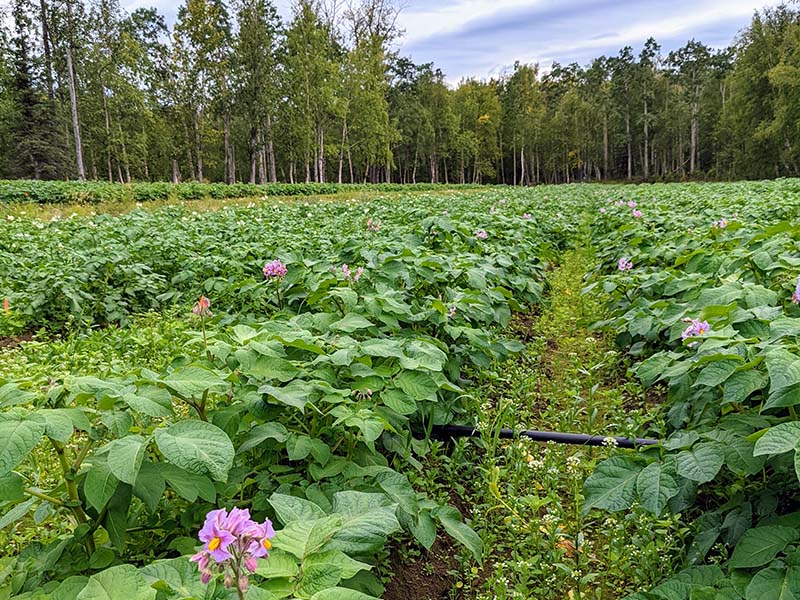 photo of the Knik Tribe farm potato plants