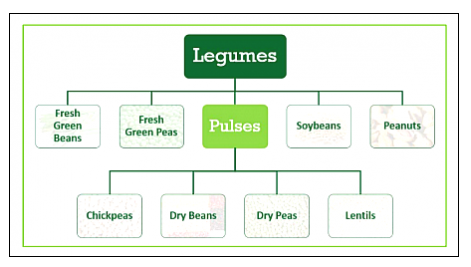 legumes flowchart featuring first row: fresh green beans, fresh green peas, pulses, soybeans, peanuts; second row: chickpeas, dry beans, dry peas, lentils