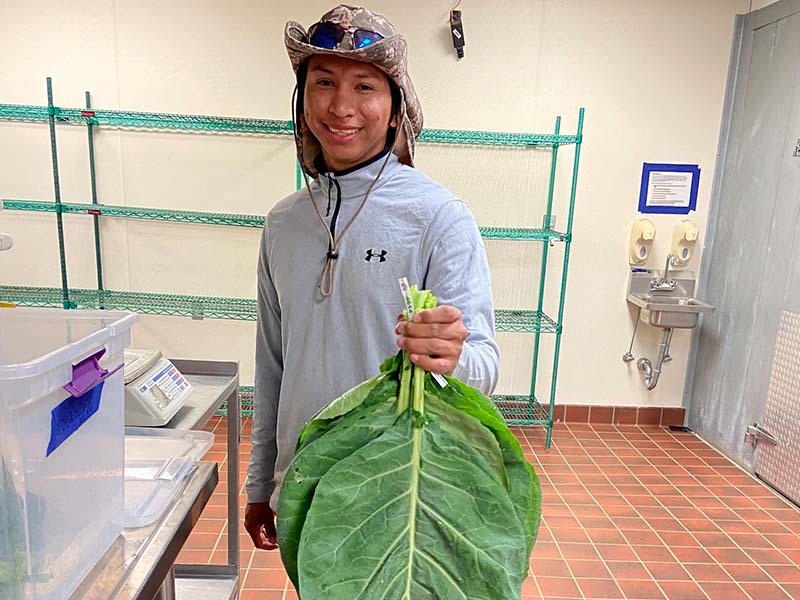 employee holding large bunch of collard greens