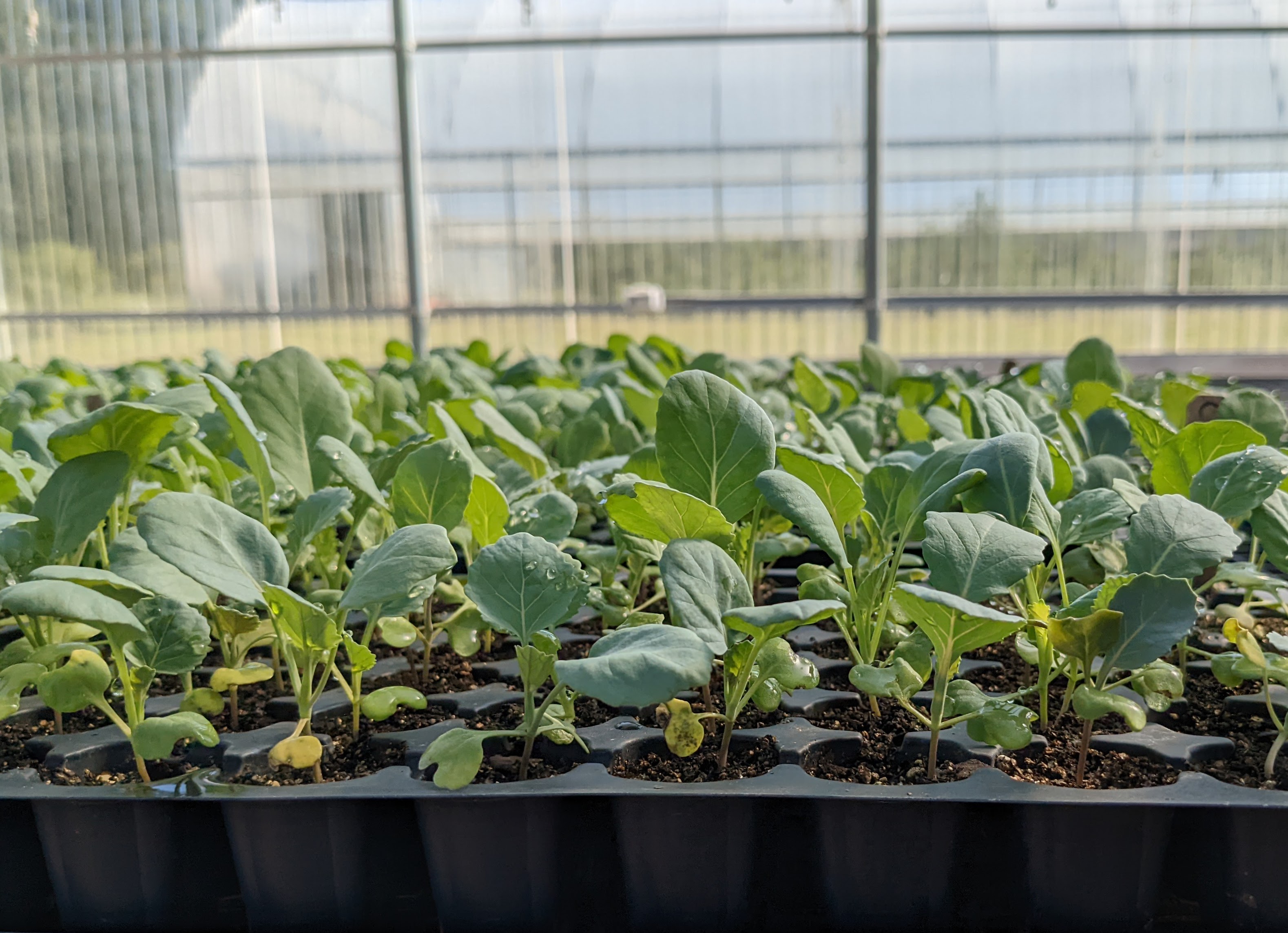 flat of collard green seedlings