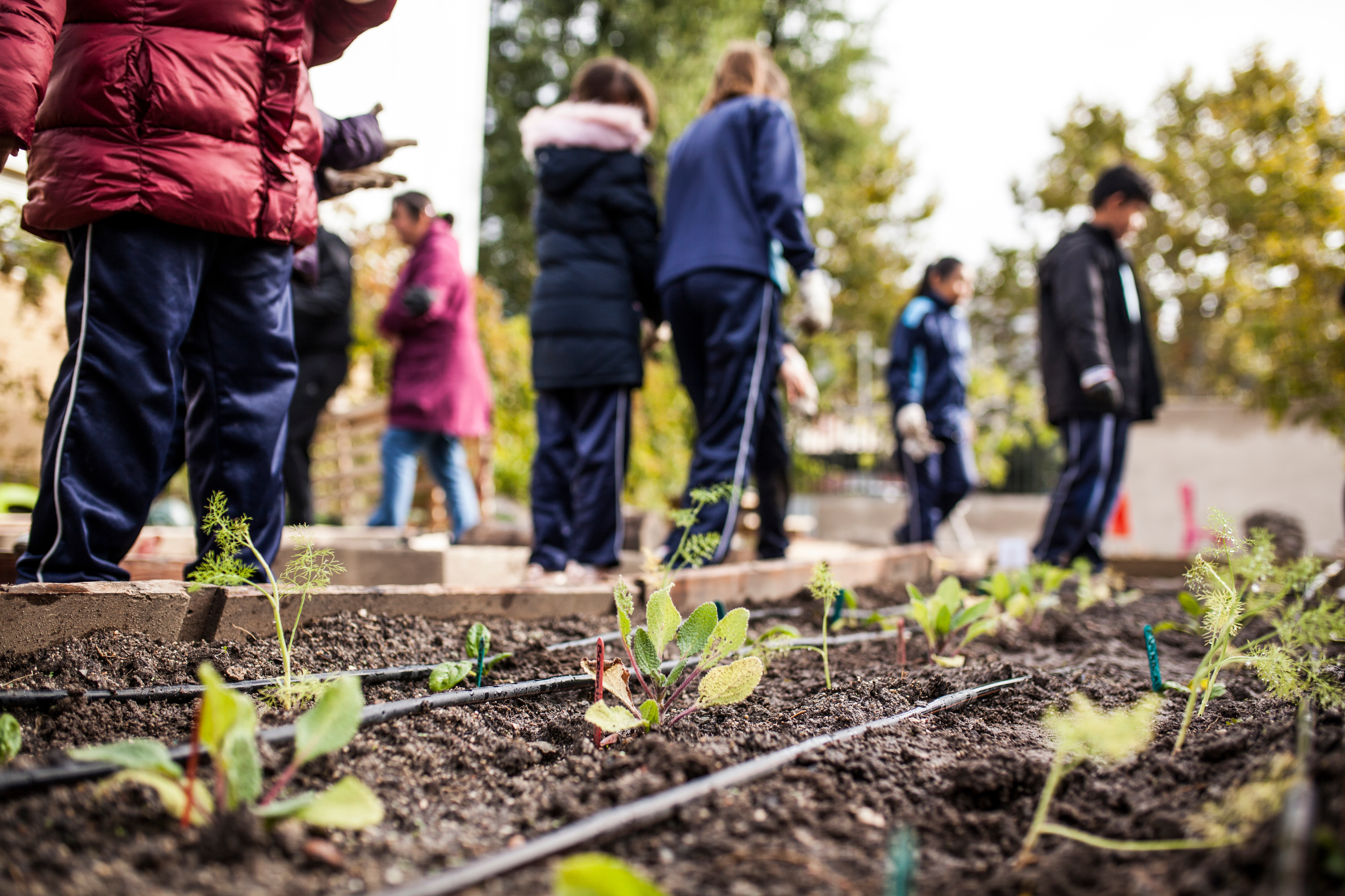 people working in a community garden