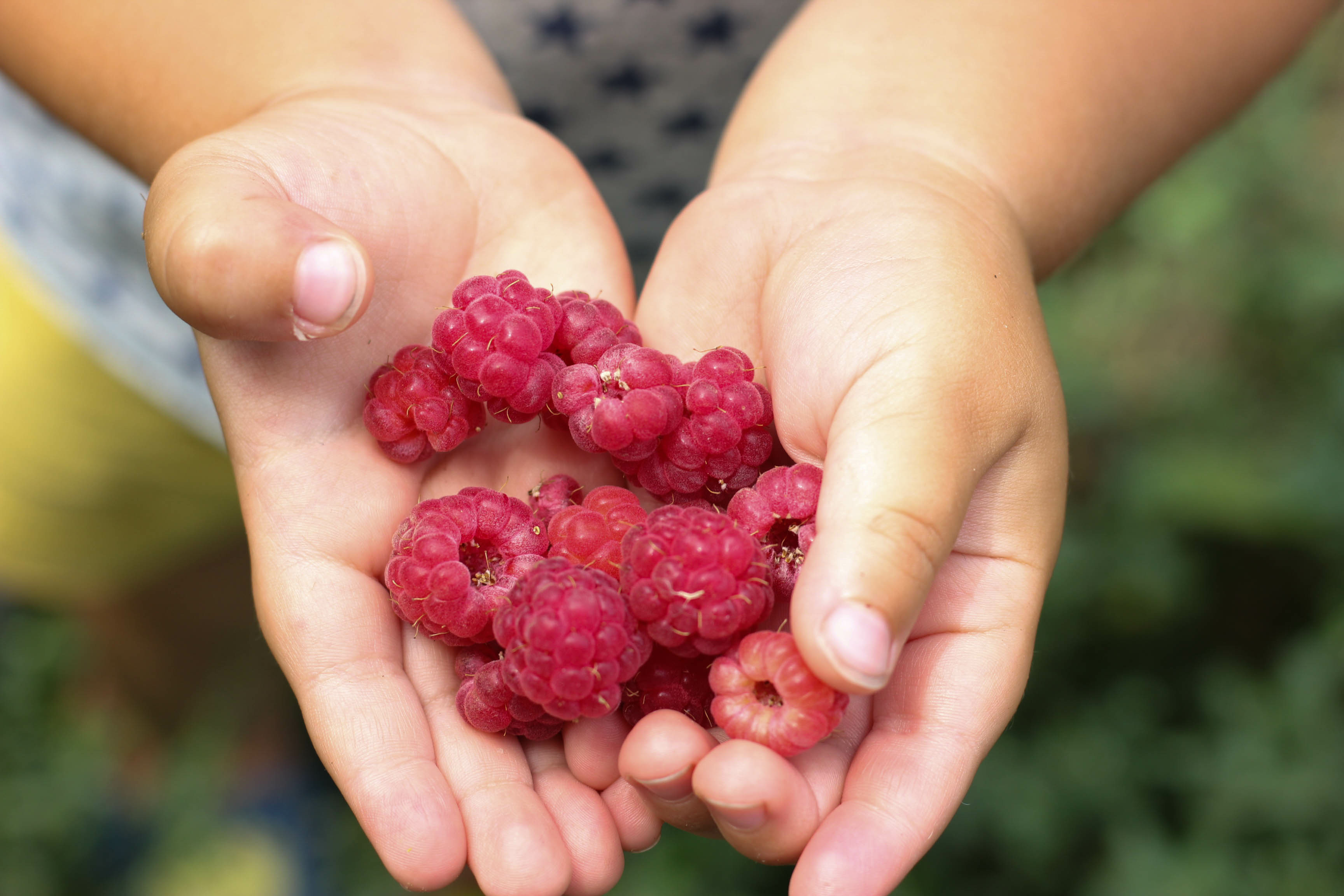 kid hands holding raspberries