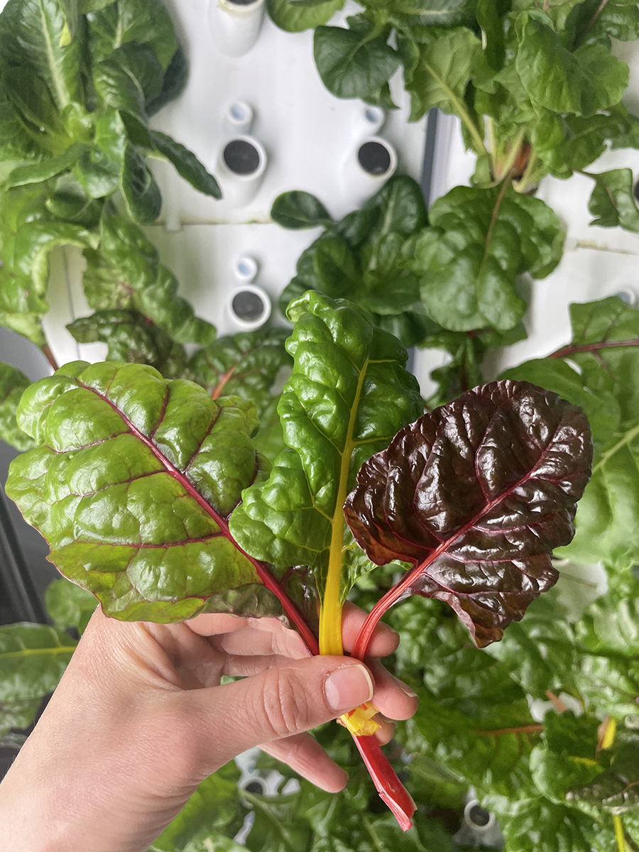 hydroponic growing tower with lettuce