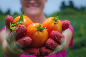 tomatoes