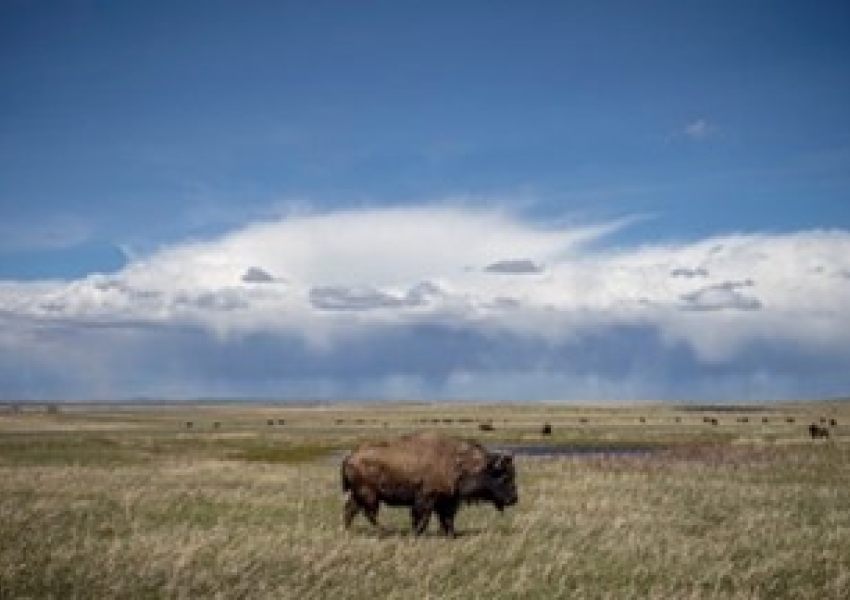 buffalo in field