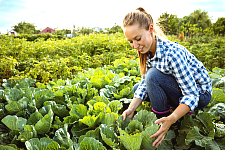 female farmer in a field harvesting cabbage