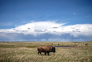buffalo in field