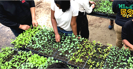 students tending to seedlings 