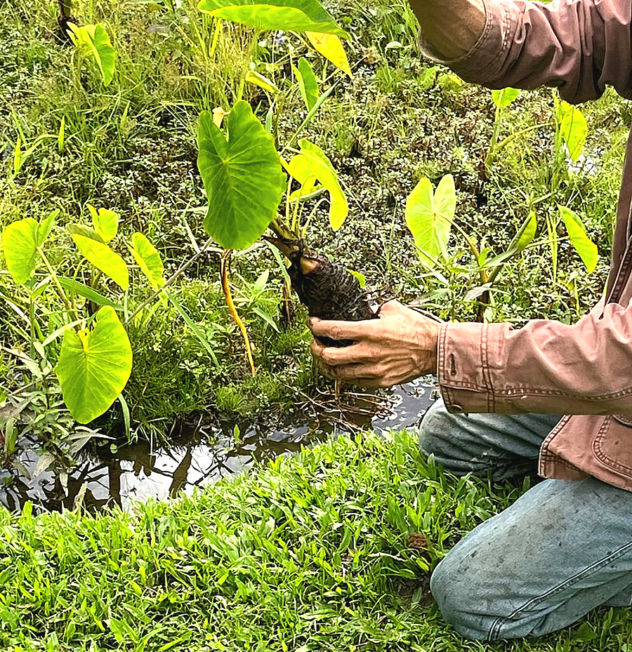 SNAP-Ed Connects Culture, Land, and Food